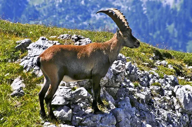 Bouquetin, Cirque d'Archiane dans le massif du Vercors, Isère