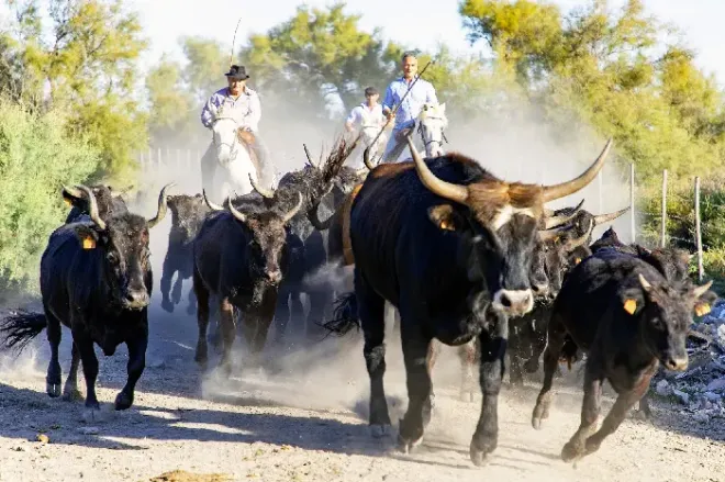 Taureaux de Camargue, Occitanie
