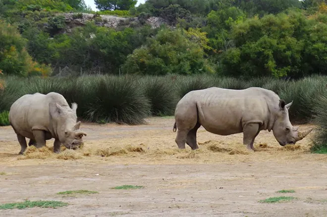 Réserve africaine de Sigean dans l'Aude