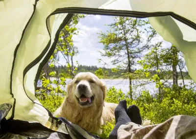 Camper avec son chien
