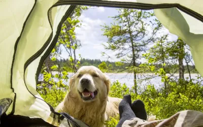 Camper avec son chien