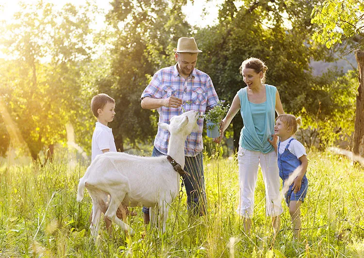 Trois fermes incontournables à visiter en vacances
