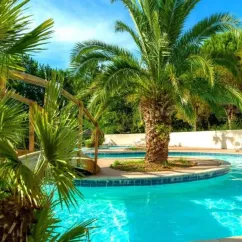 Palmier au bord de la piscine dans le parc du Camping Aurilandes