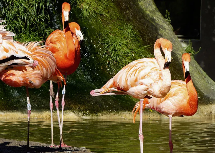 Découvrir le zoo de la Palmyre