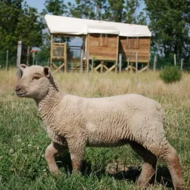 Agneau dans un pré avec une cabane en bois à Camping La Dive