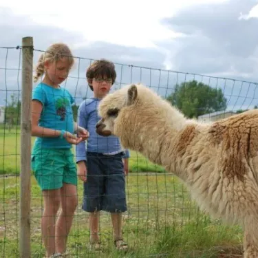 Enfants qui nourrissent un alpage à travers une clôture au Camping La Dive.