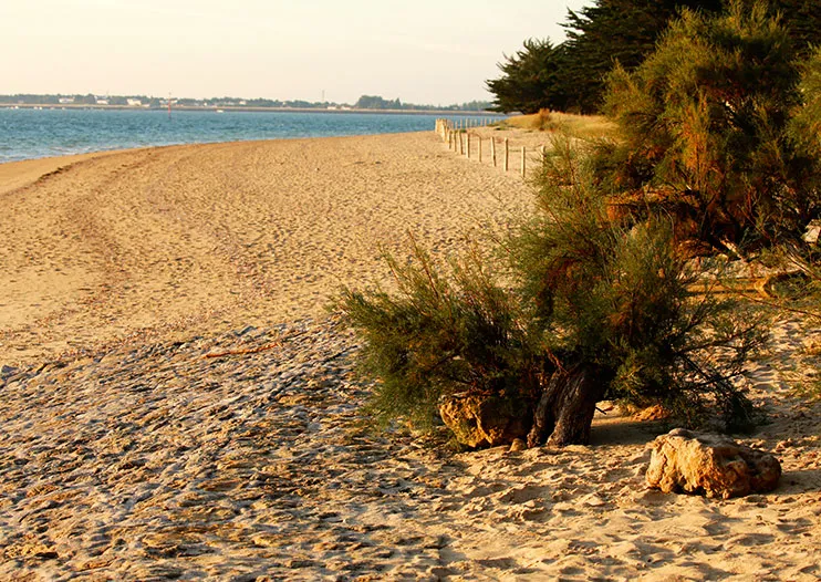 L’évasion en beauté sur les plages de Vendée