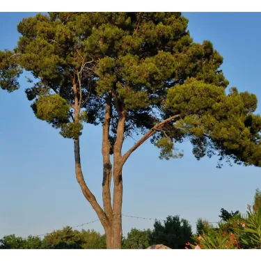 Camping La Yole - grand pin dans le parc