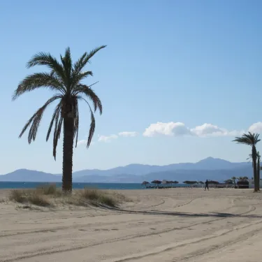Plage avec palmier et montagnes au loin, Camping Bosc d'En Roug