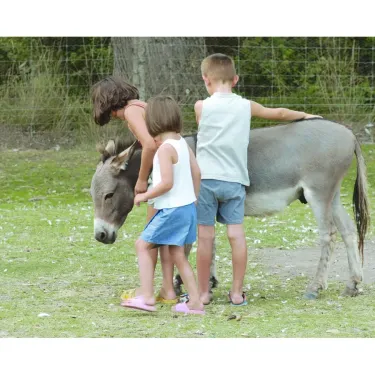 Enfants caressant un âne dans le parc du Camping Les Fontaines