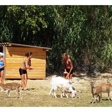 Enfants qui nourrissent des chèvres près d'un petit abri à Camping Les Fontaines