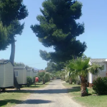 Allée du camping Camping Bosc d'En Roug avec cabanes mobiles et pins.