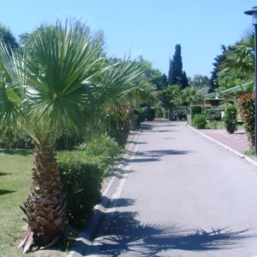 Allée du camping Camping Bosc d'En Roug bordée de palmiers et d'arbres.
