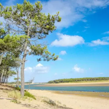 Plage sablonneuse bordée d'arbres de pins, avec une étendue d'eau en arrière-plan, Camping Le Bosquet.