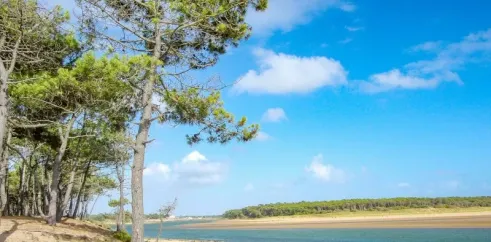 Plage sablonneuse bordée d'arbres de pins, avec une étendue d'eau en arrière-plan, Camping Le Bosquet.