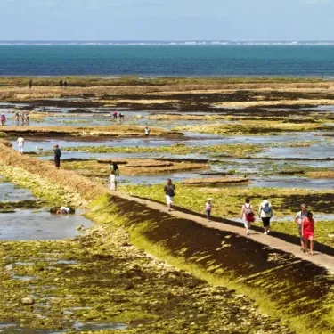 Promenade sur des sentiers humides entre des zones marines verdoyantes, avec des visiteurs explorant la côte.