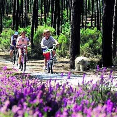 Camping Azu'Rivage : enfants en vélo dans une forêt de pins avec des fleurs violettes.