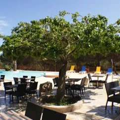 Un espace repas ombragé par un grand arbre au Camping La Trinité, avec tables et chaises noires.
