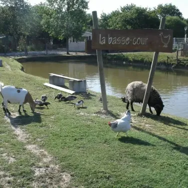 Annonce du camping La Baie Dorée avec une pancarte indiquant 'la basse cour' et des animaux : chèvre, mouton, poule et canards près d'un étang.