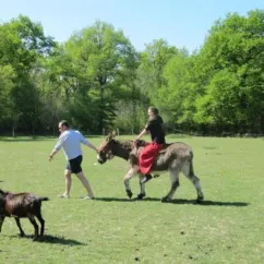 Personne à cheval sur un âne dans un champ vert au Camping Ferme de Prunay