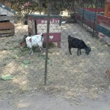 Chèvres et lapin dans une cage au Camping U Pezzo