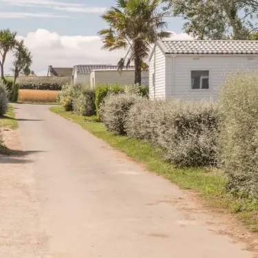 Allée avec mobile homes et palmiers au Camping Ker Vella