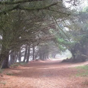 Allée forestière en pins à Camping Baie de Terenez