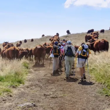 Groupes de randonneurs avec bâtons marchant sur un sentier en montagne, accompagnés de vaches.
