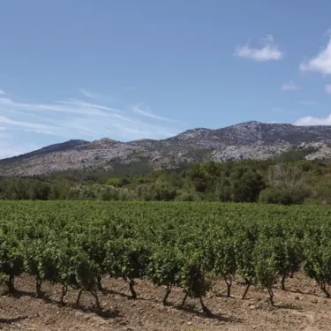 Camping Ensoya avec vignes et montagnes en arrière-plan