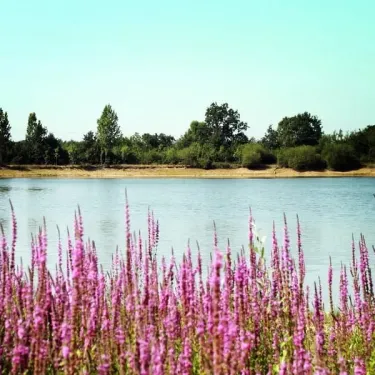 Lac entouré de fleurs violettes et d'arbres au Camping Au Pré de l'Etang.
