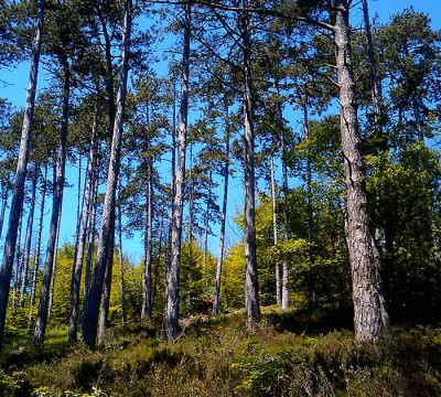 Forêt de Fontainebleau, Île-de-France