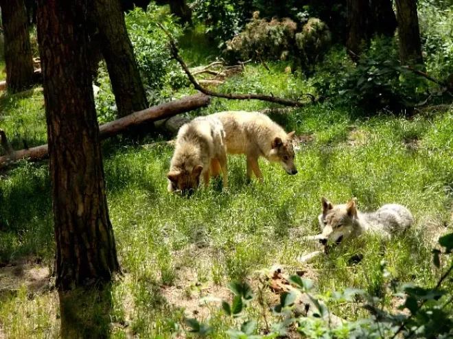 Parc des loups du Gévaudant, Lozère