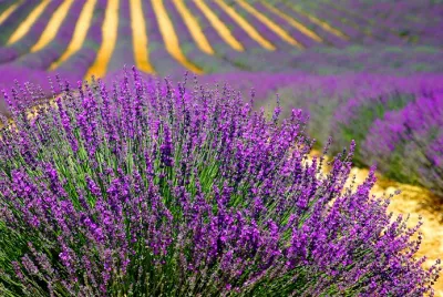 Champ de lavande, Provence-Alpes-Côte-d'Azur