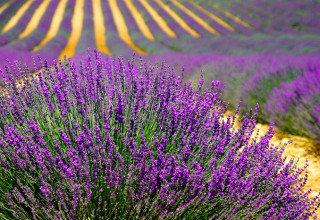 Champ de lavande, Provence-Alpes-Côte-d'Azur