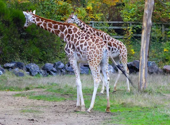 Le Pal, parc animalier et parc d'attractions, Allier