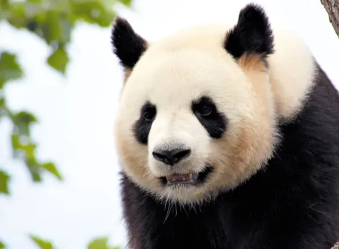 ZooParc de Beauval, Loir-et-Cher