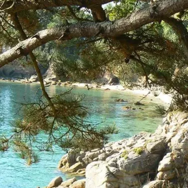 Camping Kerscolper : vue sur une plage naturelle entourée de pins, eau bleue claire et rochers.