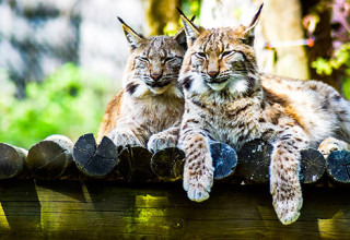 Visite du Zoo de Paugres en Ardèche