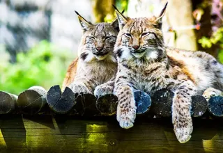 Visite du Zoo de Paugres en Ardèche