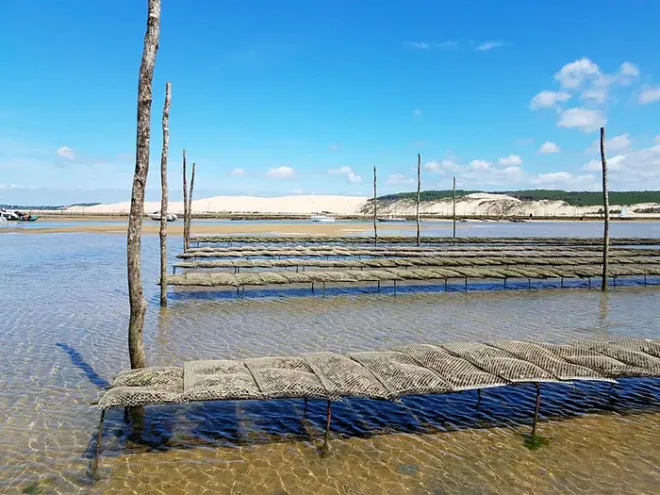 Dégustation d'huîtres dans le bassin d'Arcachon