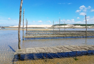Dégustation d'huîtres dans le bassin d'Arcachon