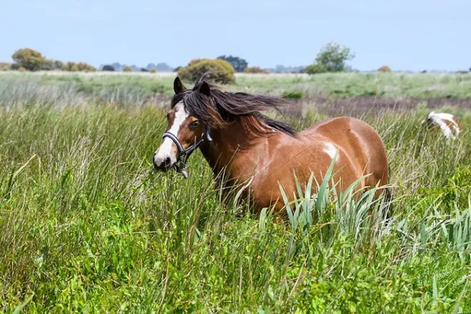 Poney club, campagne de Saint-Brévin-les-Pins