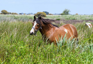 Poney club, campagne de Saint-Brévin-les-Pins