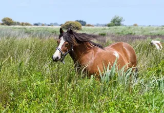 Poney club, campagne de Saint-Brévin-les-Pins