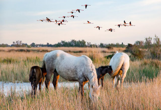 Chevaux sauvages et flamants roses en Camargue