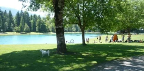 Chien blanc sous un arbre près d'un lac, personnes se détendant sur l'herbe, Camping de Samoëns