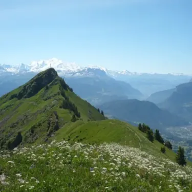 Montagne verte fleurie avec le Mont Blanc en arrière-plan, vue panoramique.