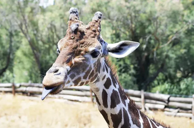 Réserve africaine de Sigean, Aude
