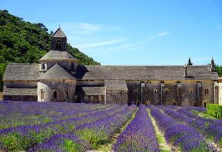 Abbaye de Senanque, Vaucluse