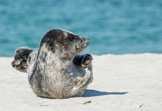 Phoque sur la plage du Port-Ouest, Dunkerque